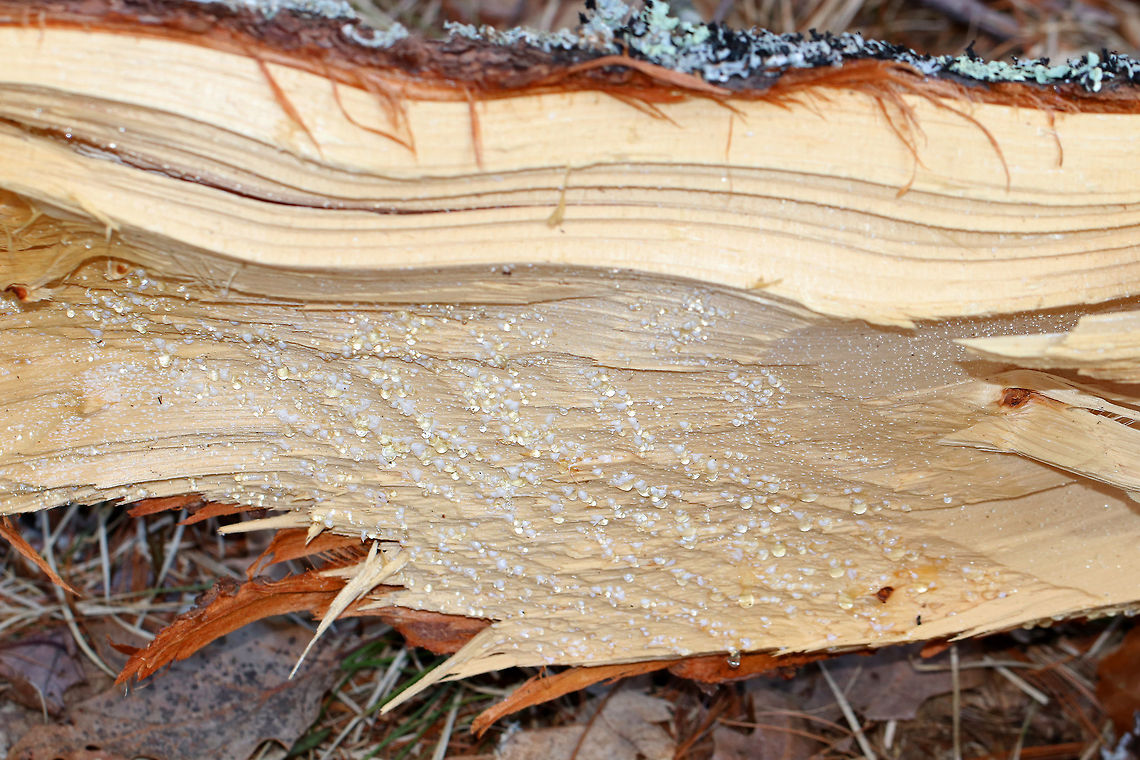 Eastern White Pine Tree Resin (Sap) I have come across countless trees that came down during winter storms. This beautiful pine tree appeared like it had been very healthy, just unlucky enough to have been felled by the elements. The sap was pouring out of its wounds and glistened beautifully.<br />
<br />
 Pine trees are very resilient, coniferous trees. Like most trees, they produce sap. Sap is essential to a tree because although the roots are responsible for taking in water and nutrients, the sap is the stuff that actually spreads these nutrients throughout the tree. <br />
<br />
 Pine tree sap has numerous uses - including use as glue, making turpentine and candles, starting fires, and waterproofing baskets, pails, and boats. Interestingly, the Chippewa also used pine sap to treat infections and even gangrenous wounds. This is because pine sap apparently has a number of efficient antimicrobials.  Eastern White Pine,Eastern White Pine Tree Resin,Eastern White Pine Tree Resin (Sap),Eastern White Pine Tree sap,Geotagged,Pinus strobus,Spring,United States,pine,pine resin,pine sap,pinus,resin,sap,white pine