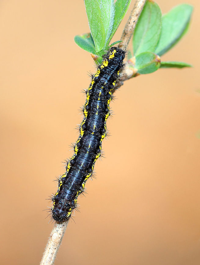 Leconte's Haploa Caterpillar Black caterpillar with tufts and yellow markings. It was about 3 cm long. I spotted it on a shrub in a mixed forest with mostly cedar, sycamore, pine, oak, and hemlock. Geotagged,Haploa,Haploa lecontei,Leconte's Haploa,Leconte's Haploa Caterpillar,Lecontes haploa,Spring,United States,caterpillar,larva,moth week 2018