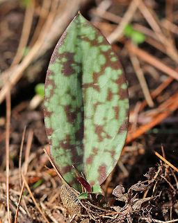 Yellow Trout Lily I saw numerous single-leaved trout lily plants that are characterized by their green and brown mottled leaves. These plants are too young to flower as trout lily doesn't flower for the first 4-7 years of life. Eventually, each plant will bear a solitary, nodding yellow flower. But, even without the flower, this plant is beautiful! Erythronium,Erythronium americanum,Geotagged,Spring,United States,Yellow Trout Lily,Yellow trout lily,leaf,lily,mottled leaf,trout lily,yellow dogtooth violet