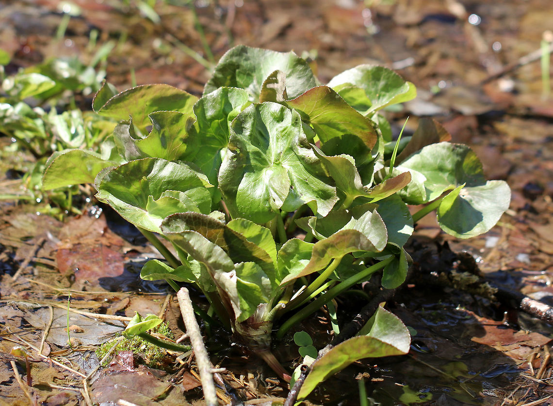 Marsh Marigold A perennial, herbaceous plant with heart or kidney-shaped leaves and thick, hollow stems that will bear yellow flowers.<br />
<br />
Consuming large quantities of this plant may cause convulsions, vomiting, bloody diarrhea, and fainting. Contact of the skin with the plant's juices can cause blistering. Caltha,Caltha palustris,Geotagged,Marsh Marigold,Marsh-marigold,Spring,United States,marigold