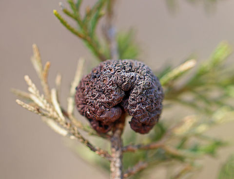 Cedar-apple Rust Gall This fungus has the fancy name, Gymnosporangium juniperi-virginianae, which means  "naked spore-bearer of the eastern juniper tree." It's a heteroecious rust, which means that it requires two species of plants to complete its life cycle.  Those two species of plants are: the eastern red cedar (Juniperus virginianus) and apple trees (Malus sylvestris). It's also an obligate pathogen, so it can't live without those hosts.  It has four different stages, the most impressive of which is the orange teliospore stage because this is when the gall sprouts gelatinous, orange horns that look like tentacles. Pretty impressive. To further add to its coolness, each gelatinous spore horn is actually composed of hundreds of two-celled teliospores.  Neat-o.  The round, brown galls (pictured)  sprout the gelatinous spore horns during the spring. I'll be revisiting this location in hopes of spotting some orange horns. Cedar-apple Rust Gall,Geotagged,Gymnosporangium juniperi-virginianae,Spring,United States,cedar gall,cedar-apple rust,gall