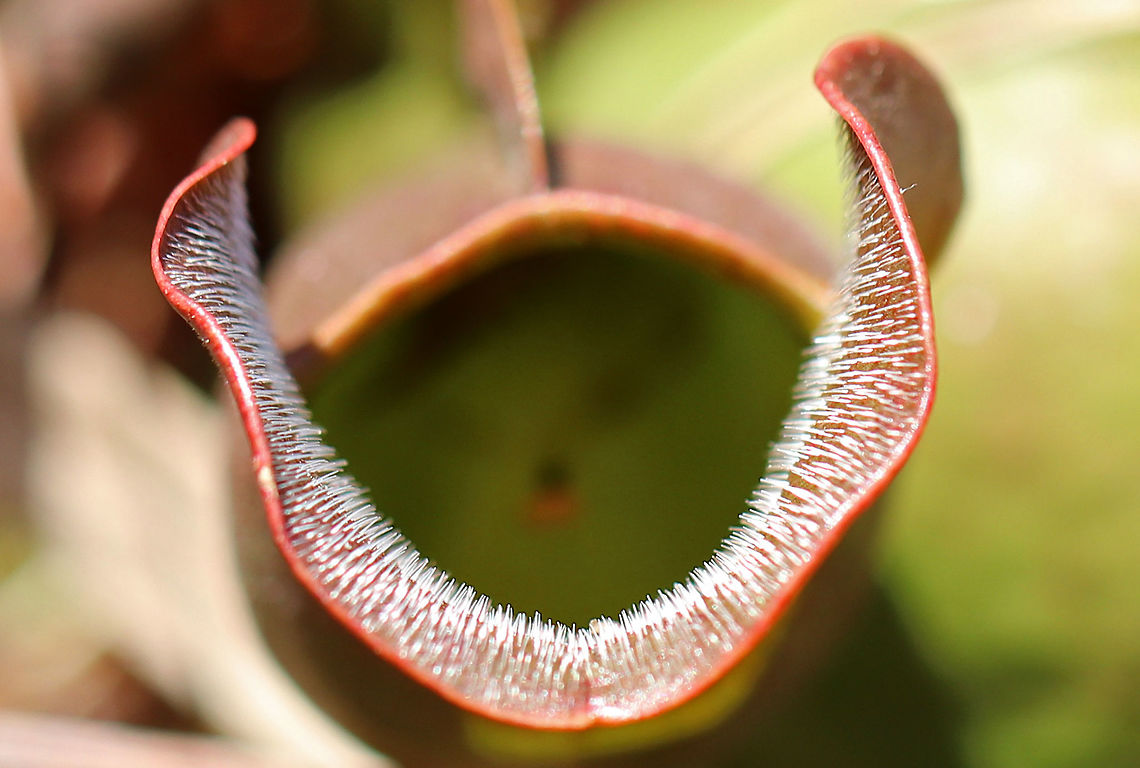 Northern Pitcher Plant -  Recurved Hairs These little white spines are recurved hairs that help prevent insects from escaping the pitchers. Here&#039;s how it all works...This beautiful plant has pitcher-like leaves that collect water. Insects that are attracted to the plant fall into the pitcher and then have a hard time crawling back out because the bottom of the pitchers have smooth surfaces, in addition to recurved hairs near the top. So, trapped insects will eventually fall into the water that collects at the bottom of the pitcher and drown. The plant secretes enzymes, which help digest the insects. However, most of the breakdown is passive and results from bacterial activity. <br />
<br />
Later this spring, this carnivorous plant will sprout one large, purplish-red flower on the top of a leafless stalk.  Geotagged,Northern Pitcher Plant,Purple pitcher plant,Sarracenia purpurea,Spring,United States,carnivorous plant,pitcher plant,recurved hairs