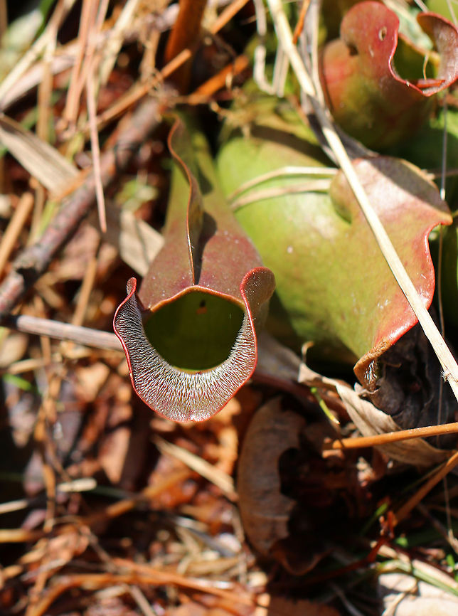 Northern Pitcher Plant This beautiful plant has pitcher-like leaves that collect water. Insects that are attracted to the plant fall into the pitcher and then have a hard time crawling back out because the bottom of the pitchers have smooth surfaces, in addition to recurved hairs near the top. So, trapped insects will eventually fall into the water that collects at the bottom of the pitcher and drown. The plant secretes enzymes, which help digest the insects. However, most of the breakdown is passive and results from bacterial activity. <br />
<br />
 Later this spring, this carnivorous plant will sprout one large, purplish-red flower on the top of a leafless stalk.  Geotagged,Northern Pitcher Plant,Purple pitcher plant,Sarracenia purpurea,Spring,United States,carnivorous plant,pitcher plant