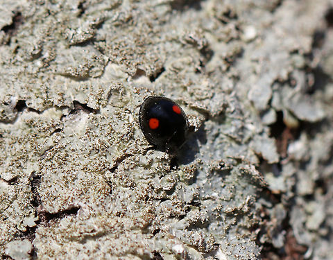 Twice-stabbed Lady Beetle A beneficial insect that feeds on aphids.  They are very susceptible to insecticides, the use of which have diminished their populations in the wild. Chilocorus,Chilocorus stigma,Geotagged,Spring,United States,beetle,lady beetle