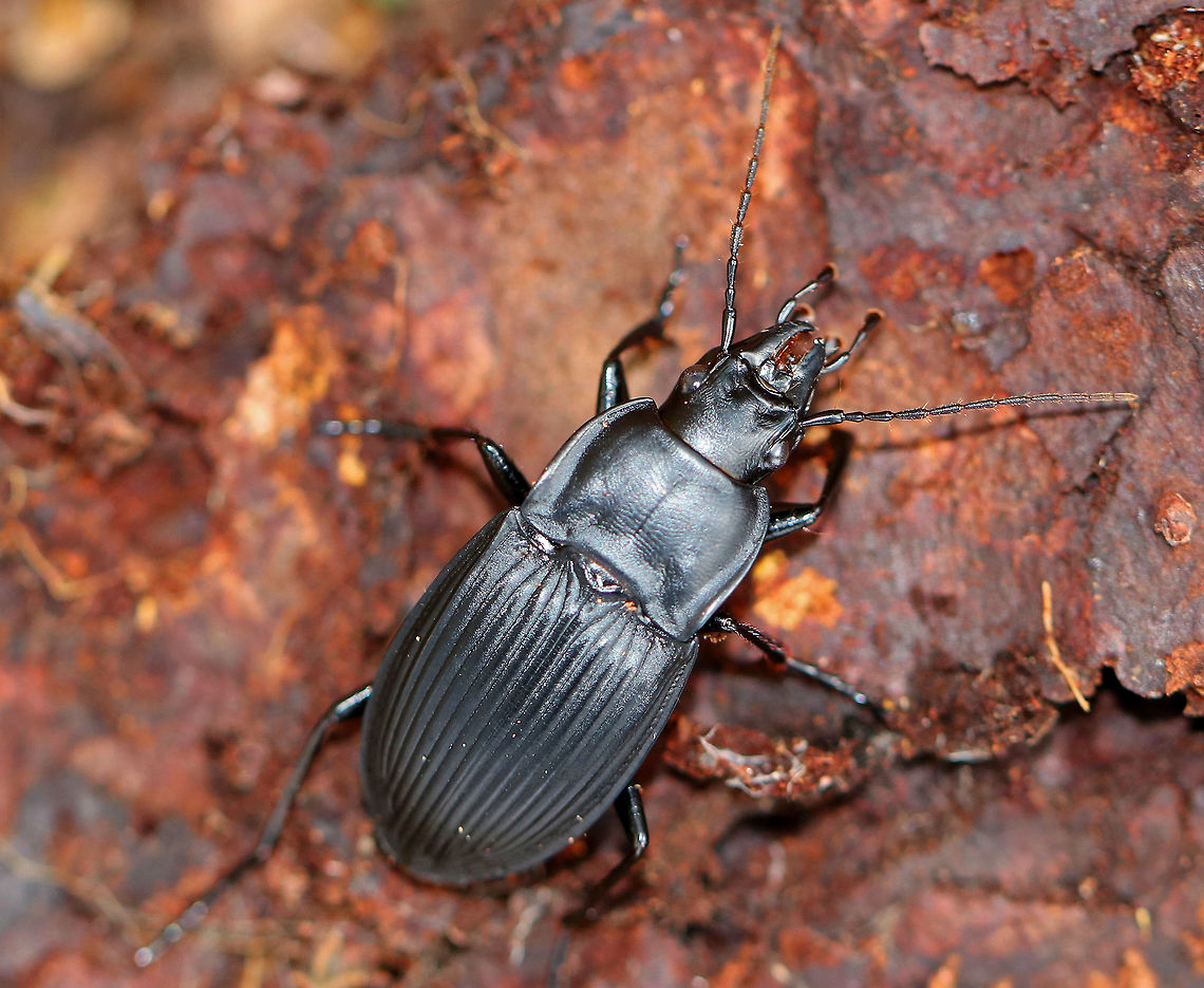 Ground Beetle - Dicaelus dilatatus Large, robust ground beetle that is dull black in color. The elytra deeply striated, and it has two pairs of lateral setae on the pronotum. Dicaelus,Dicaelus dilatatus,Geotagged,Ground Beetle,Spring,United States,beetle,carabid,carabidae,coleoptera