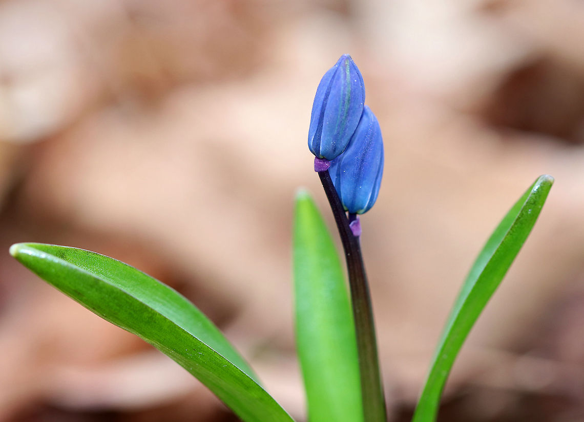 Siberian Squill Spring weather has been so slow to arrive in the northeastern United States this year, and so I was thrilled to find this plant getting ready to bloom!<br />
<br />
This species was brought to the United States as an ornamental, but has escaped into the wild and become invasive. Geotagged,Scilla siberica,Siberian Squill,Siberian squill,Spring,United States,squill,wood squill