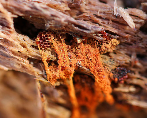 Multigoblet Slime Mold Fluffy, red spore masses with tiny, empty red goblets that were only about 0.5 mm wide! Initially, these goblet clusters would have been black and shiny, but most of these had already opened leaving just the empty red goblets. Geotagged,Metatrichia,Metatrichia vesparium,Multigoblet Slime,Multigoblet Slime mold,Multigoblet slime mold,Spring,United States,slime,slime mold