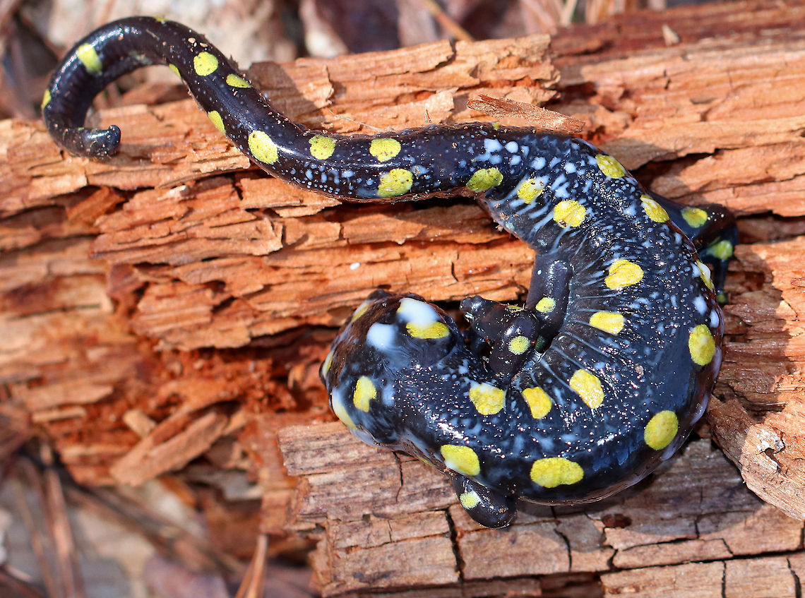 Spotted Salamander - Ambystoma maculatum Visually stunning, this stout salamander was bluish-black and had two rows of yellow spots extending from head to tail. It was about 15 cm long (6 in)! They secrete a milky white toxin when disturbed in order to dissuade predators. As soon as I lifted the rotting log that it was under, it started to secrete the toxin even though it still appeared to be hibernating.<br />
<br />
**I found this salamander under a chunk of rotting wood in a mixed forest. I gently used a leaf to move it onto a piece of the wood so that I could take a couple pictures. Then, I moved it back to its original location. Ambystoma,Ambystoma maculatum,Geotagged,Spotted Salamander,Spotted salamander,Spring,United States,mole salamander,salamander,yellow-spotted salamander