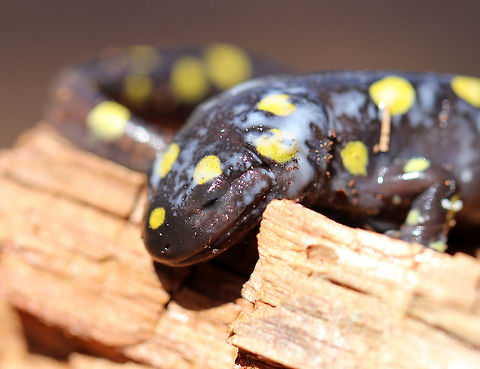 Sleepy Spotted Salamander Visually stunning, this stout salamander was bluish-black and had two rows of yellow spots extending from head to tail. It was about 15 cm long (6 in)! They secrete a milky white toxin when disturbed in order to dissuade predators. As soon as I lifted the rotting log that it was under, it started to secrete the toxin even though it still appeared to be hibernating.

 **I found this salamander under a chunk of rotting wood in a mixed forest. I gently used a leaf to move it onto a piece of the wood so that I could take a couple pictures. Then, I moved it back to its original location.  Ambystoma maculatum,Geotagged,Spotted Salamander,Spotted salamander,Spring,United States,mole salamander,salamander