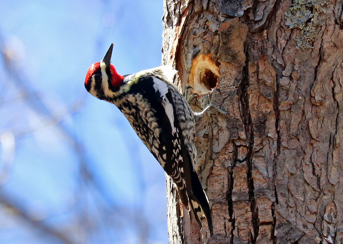 Yellow-bellied Sapsucker I could hear this bird tapping on trees long before I could see it. Most of their foraging time is spent creating, maintaining, and feeding from sap wells. Sap itself makes up only about 20% of their overall diet, though at certain times, the figure can be nearly 100%.  During early spring, the xylem tissues have high sugar content (to fuel leaf growth), and so sapsuckers drill through the phloem to make xylem wells, which are round holes.  The remainder of their diet consists of insects, fruit, and seeds.  Geotagged,Sphyrapicus,Sphyrapicus varius,Spring,United States,Yellow-bellied Sapsucker,Yellow-bellied sapsucker,bird,sapsucker,woodpecker