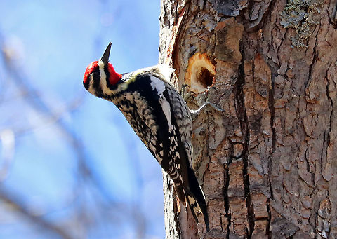 Yellow-bellied Sapsucker I could hear this bird tapping on trees long before I could see it. Most of their foraging time is spent creating, maintaining, and feeding from sap wells. Sap itself makes up only about 20% of their overall diet, though at certain times, the figure can be nearly 100%.  During early spring, the xylem tissues have high sugar content (to fuel leaf growth), and so sapsuckers drill through the phloem to make xylem wells, which are round holes.  The remainder of their diet consists of insects, fruit, and seeds.  Geotagged,Sphyrapicus,Sphyrapicus varius,Spring,United States,Yellow-bellied Sapsucker,Yellow-bellied sapsucker,bird,sapsucker,woodpecker