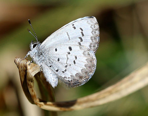 Spring Azure This species is seasonally variable, sexually dimorphic, and is probably actually a complex of 4-5 different species.

The dorsal surface of the wings was a beautiful blue color, and the ventral surface was gray-white with blackish brown spots, blotches, and markings. 

  Celastrina ladon,Geotagged,Lycaenidae,Polyommatinae,Spring,Spring Azure,United States,butterfly