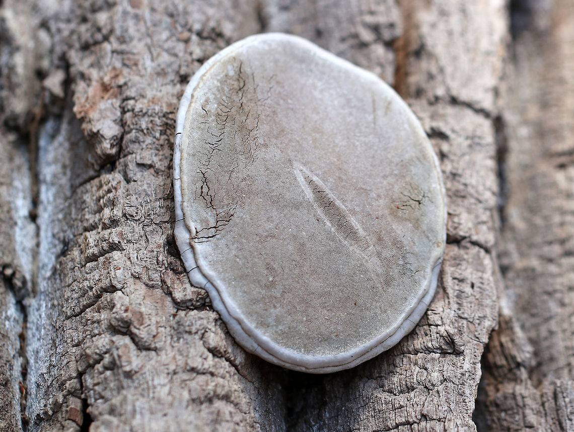Ganoderma Megaloma This bracket fungus causes white rot and butt rot on living hardwoods. It is very similar to Ganoderma applanatum, which is a European species which does not occur in the US. Ganoderma,Ganoderma Megaloma,Ganoderma megaloma,Geotagged,Spring,United States,bracket fungus,fungi,fungus,ganoderma megaloma,mushroom