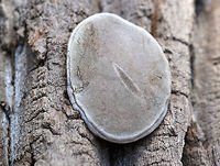 Ganoderma Megaloma This bracket fungus causes white rot and butt rot on living hardwoods. It is very similar to Ganoderma applanatum, which is a European species which does not occur in the US. Ganoderma,Ganoderma Megaloma,Ganoderma megaloma,Geotagged,Spring,United States,bracket fungus,fungi,fungus,ganoderma megaloma,mushroom