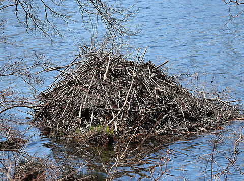 Beaver Lodge Domelike beaver homes, called lodges, are constructed of branches and mud. They are often strategically located in the middle of ponds and can only be entered by underwater entrances. These dwellings are home to extended families of monogamous parents, young kits, and yearlings.

 Castor canadensis,Geotagged,North American Beaver,Spring,United States,beaver,beaver lodge,lodge