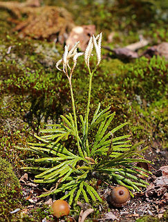 Crowsfoot This clubmoss has glossy, evergreen leaves that are scale-like and appressed - like a mature cedar. It normally grows to a height of about 10 cm, with the spore-bearing strobili at the top. 

This plant was once widely harvested and sold as Christmas greenery, which widely depleted populations. However, it has recovered throughout its range and makes large clonal colonies that carpet the forest floor. Diphasiastrum,Diphasiastrum digitatum,Geotagged,Spring,United States,bear's paw,clubmoss,crowsfoot,diphasiastrum digitatum,fan clubmoss,groundcedar,running cedar
