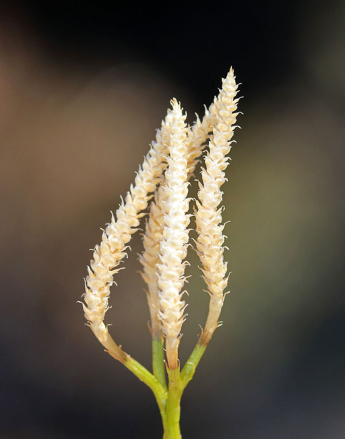 Crowsfoot This clubmoss has glossy, evergreen leaves that are scale-like and appressed - like a mature cedar. It normally grows to a height of about 10 cm, with the spore-bearing strobili at the top. <br />
<br />
This plant was once widely harvested and sold as Christmas greenery, which widely depleted populations. However, it has recovered throughout its range and makes large clonal colonies that carpet the forest floor. Diphasiastrum digitatum,Geotagged,Spring,United States,bear's paw,clubmoss,crowsfoot,diphasiastrum digitatum,fan clubmoss,ground cedar,groundcedar,running cedar