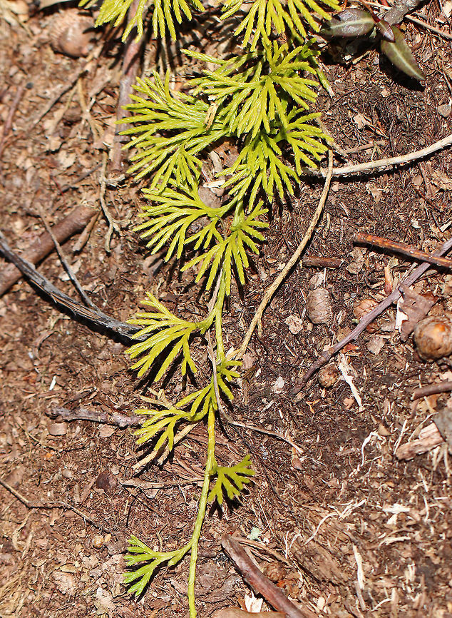 Crowsfoot This clubmoss has glossy, evergreen leaves that are scale-like and appressed - like a mature cedar. It normally grows to a height of about 10 cm, with the spore-bearing strobili at the top. <br />
<br />
This plant was once widely harvested and sold as Christmas greenery, which widely depleted populations. However, it has recovered throughout its range and makes large clonal colonies that carpet the forest floor. Diphasiastrum digitatum,Geotagged,Spring,United States,clubmoss,crowsfoot,diphasiastrum digitatum,ground cedar,groundcedar,running cedar