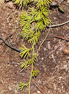 Crowsfoot This clubmoss has glossy, evergreen leaves that are scale-like and appressed - like a mature cedar. It normally grows to a height of about 10 cm, with the spore-bearing strobili at the top. 

This plant was once widely harvested and sold as Christmas greenery, which widely depleted populations. However, it has recovered throughout its range and makes large clonal colonies that carpet the forest floor. Diphasiastrum digitatum,Geotagged,Spring,United States,clubmoss,crowsfoot,diphasiastrum digitatum,ground cedar,groundcedar,running cedar