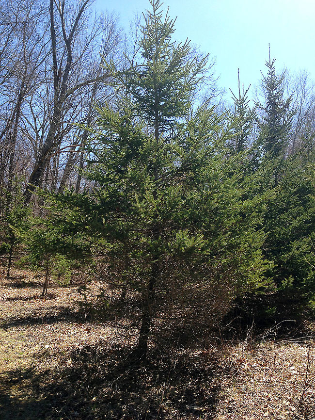 Skunk Spruce The common name refers to the fact that the needles smell like skunk when crushed!<br />
<br />
 Geotagged,Picea glauca,Spring,United States,White spruce,cat spruce,picea,skunk spruce,spruce,white spruce
