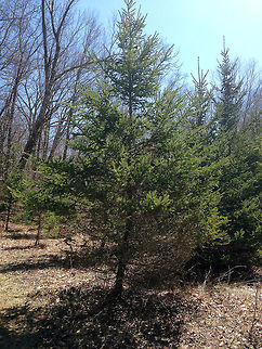 Skunk Spruce The common name refers to the fact that the needles smell like skunk when crushed!

 Geotagged,Picea glauca,Spring,United States,White spruce,cat spruce,picea,skunk spruce,spruce,white spruce