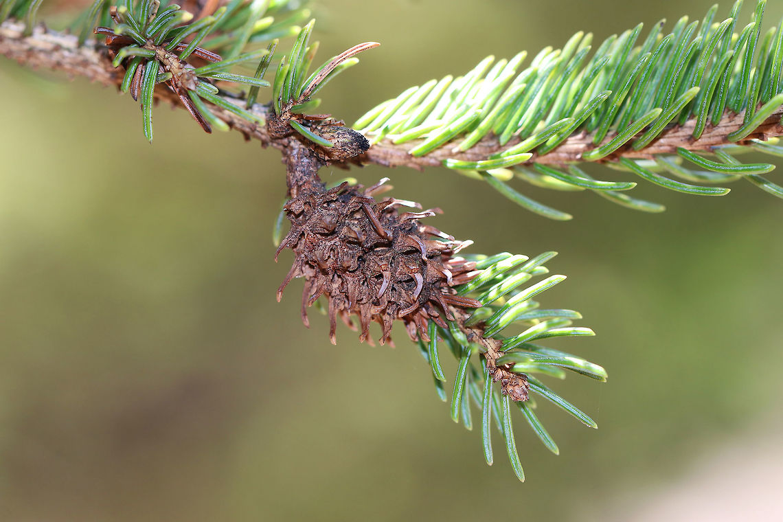 Eastern Spruce Gall Adelgid on White Spruce Adelgids overwinter as nymphs on twigs near the terminal buds.  They mature around early May and lay their eggs, which hatch in about a week. The young insects then begin to feed on the buds that had been fed on by the overwintering nymphs previously. This feeding induces abnormal growth of plant cells and the progressive enlargement at the bases of infected needles. Eventually, the enlarging needles coalesce and form a characteristic pineapple-shaped gall within which the insect lives and grows. The galls split and the mature adelgids emerge, develop wings, fly to the needles of the same or some other spruce where lay eggs at the base of the new growth. The eggs soon hatch and the immature forms that emerge will feed until the onset of cold weather, overwinter at the needle bases and then resume their life cycle the following spring.<br />
<br />
Oddly, only females of this adelgid are known to occur.<br />
<br />
  Adelges abietis,Eastern Spruce Gall Adelgid,Geotagged,Pineapple gall adelgid,Spring,Spruce Gall Adelgid,United States,adelgid,cat spwuce,picea,picea glauca,pseudocone gall,skunk spruce,spruce,white spruce