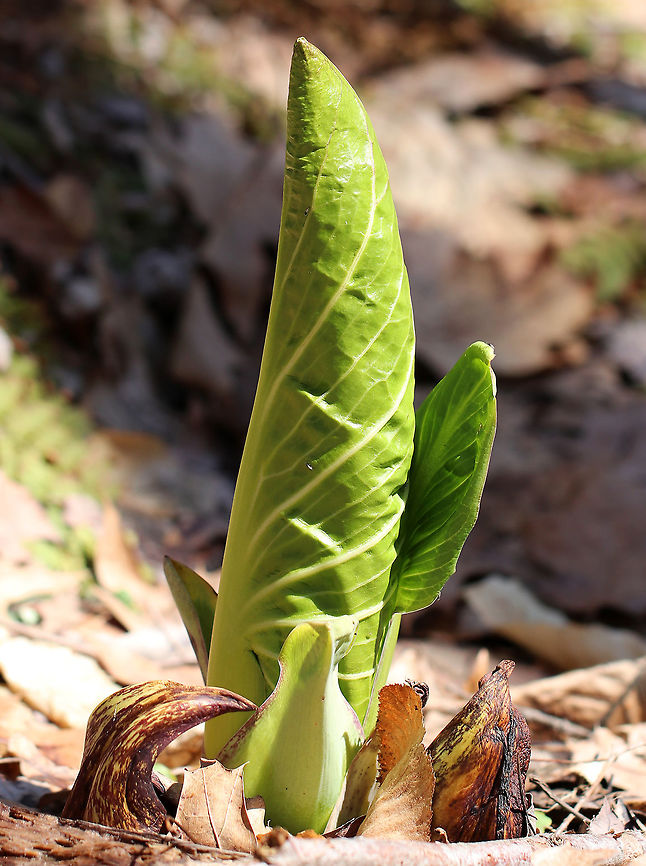 Skunk Cabbage The leaves are just starting to come in on the skunk cabbage.  When they open up, they will be huge, green leaves that form a rosette shape.  <br />
<br />
Skunk cabbage is not a true cabbage plant, but is a member of a mostly tropical family of plants, Araceae. It gets its name from the pungent skunk-like odor that is released when any part of the plant is broken or damaged, and from its huge, green leaves that grow in a rosette and look somewhat like a cabbage. Eastern skunk cabbage,Geotagged,Skunk Cabbage,Spring,Symplocarpus foetidus,United States