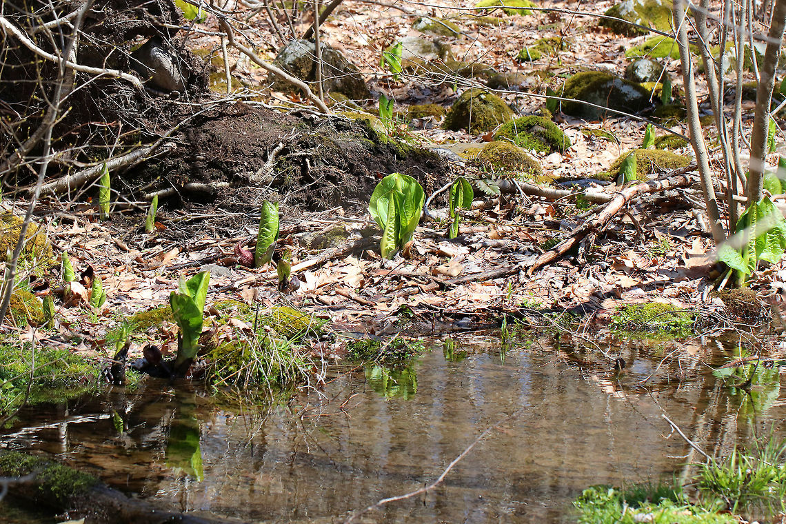 Skunk Cabbage The leaves are just starting to come in on the skunk cabbage. When they open up, they will be huge, green leaves that form a rosette shape.  They were growing all around a vernal pool in a mostly deciduous forest.<br />
<br />
 Skunk cabbage is not a true cabbage plant, but is a member of a mostly tropical family of plants, Araceae. It gets its name from the pungent skunk-like odor that is released when any part of the plant is broken or damaged, and from its huge, green leaves that grow in a rosette and look somewhat like a cabbage.  Eastern skunk cabbage,Geotagged,Spring,Symplocarpus foetidus,United States,skunk cabbage