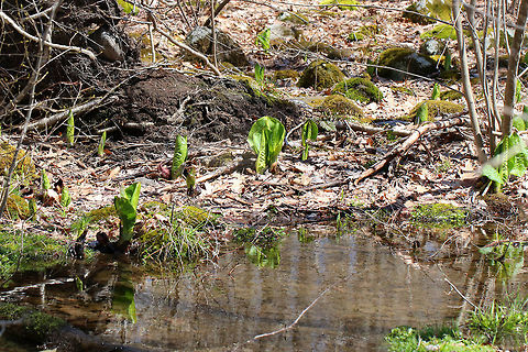 Skunk Cabbage The leaves are just starting to come in on the skunk cabbage. When they open up, they will be huge, green leaves that form a rosette shape.  They were growing all around a vernal pool in a mostly deciduous forest.

 Skunk cabbage is not a true cabbage plant, but is a member of a mostly tropical family of plants, Araceae. It gets its name from the pungent skunk-like odor that is released when any part of the plant is broken or damaged, and from its huge, green leaves that grow in a rosette and look somewhat like a cabbage.  Eastern skunk cabbage,Geotagged,Spring,Symplocarpus foetidus,United States,skunk cabbage