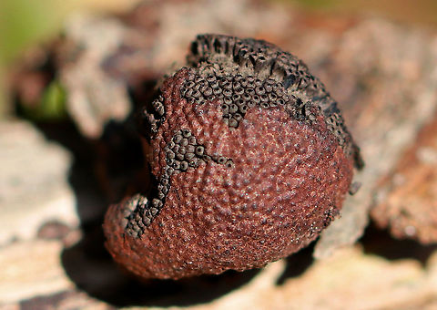 Beech Woodwart Reddish brown fruiting bodies that looked like petrified raspberries. They were 3-5 mm in size. They had bumps on the surface - the bumps are the openings of structures called perithecia, which are embedded just below the surface. The perithecia form ascospores. The interior flesh was black.  Beech Woodwart,Geotagged,Hypoxylon,Hypoxylon fragiforme,Spring,United States,fungi,fungus