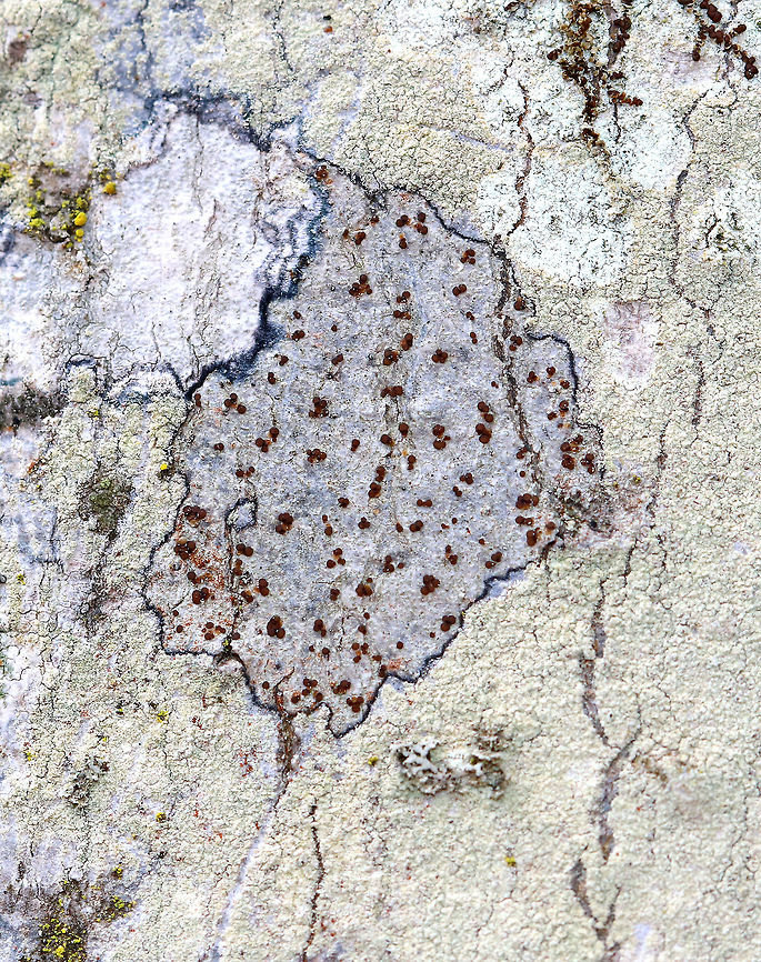 Lichen - Pyrrhospora varians This lichen had a dark blue edge, grayish thallus, and red apothecia. It was growing on a tree in a mostly deciduous forest.<br />
 Geotagged,Pyrrhospora,Pyrrhospora varians,Spring,United States,lichen
