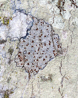Lichen - Pyrrhospora varians This lichen had a dark blue edge, grayish thallus, and red apothecia. It was growing on a tree in a mostly deciduous forest.
Geotagged,Pyrrhospora,Pyrrhospora varians,Spring,United States,lichen