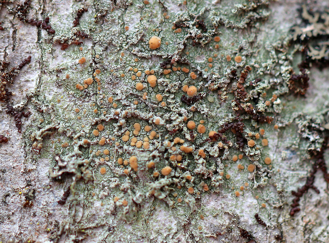 Biatora flavopunctata Pale green, cracked thallus and tan apothecia. Apothecia were about 1 mm wide.  It was growing on a tree in a mostly deciduous forest. Biatora,Biatora flavopunctata,Geotagged,Spring,United States,lichen
