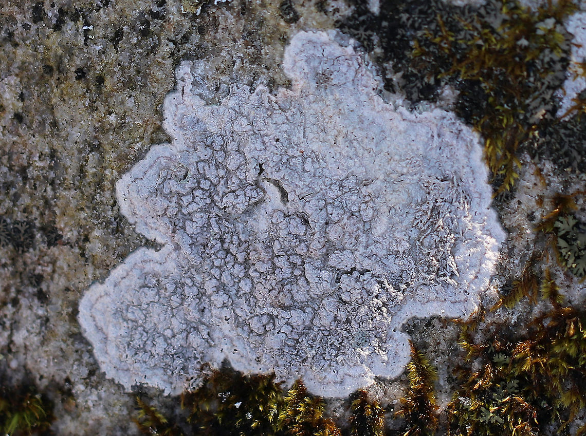 Plitt's Pore Lichen Bumpy, gray lichen that was growing on a large rock. Geotagged,Pertusaria,Pertusaria plittiana,Plitt's Pore Lichen,United States,Winter,lichen