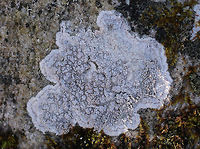 Plitt's Pore Lichen Bumpy, gray lichen that was growing on a large rock. Geotagged,Pertusaria,Pertusaria plittiana,Plitt's Pore Lichen,United States,Winter,lichen