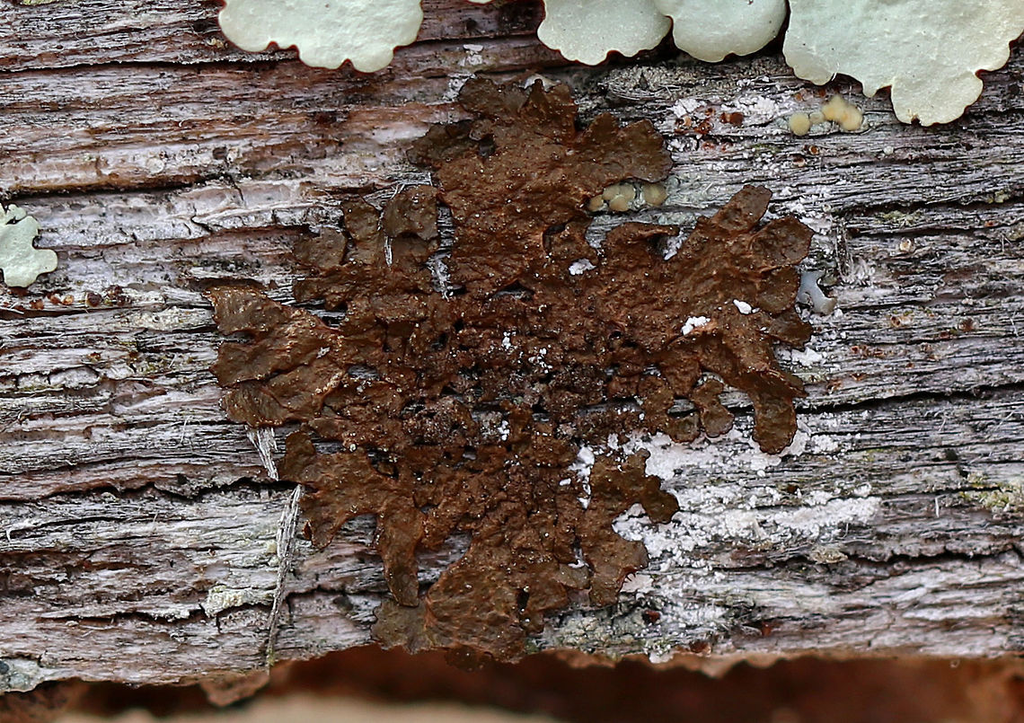Melanelixia Subaurifera Brown/copper colored foliose lichen that is rosette-forming. It was growing on an old fence next to a meadow. Geotagged,Melanelixia,Melanelixia subaurifera,Spring,United States,brown lichen,lichen