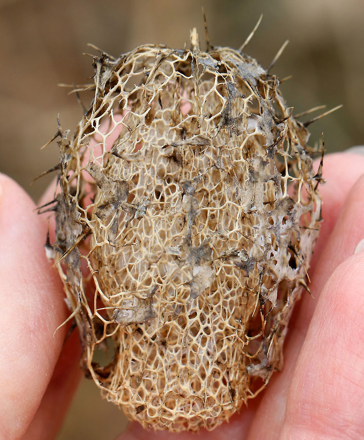 Wild Cucumber This is what the fruit of wild cucumber looks like after it has dropped its seeds.  The fruit is a pod-like container that is covered with spines and holds 4 seeds.  It kind of looks like a spiny watermelon.  It turns papery brown as seeds ripen. Once ripe, the bottom of the pod opens up, dropping the seed to the ground.  I found this pod in an anthropogenic area.<br />
<br />
<figure class="photo"><a href="https://www.jungledragon.com/image/59248/wild_cucumber.html" title="Wild Cucumber"><img src="https://s3.amazonaws.com/media.jungledragon.com/images/3232/59248_thumb.jpg?AWSAccessKeyId=05GMT0V3GWVNE7GGM1R2&Expires=1759968010&Signature=hDSTZhmdOkVqgWRDW34lZGQxL00%3D" width="200" height="152" alt="Wild Cucumber The dried, wild cucumber pod has two oval shaped holes from which the seeds were released. <br />
<br />
https://www.jungledragon.com/image/59247/wild_cucumber.html Echinocystis lobata,Geotagged,Prickly cucumber,Spring,United States,balsam apple,prickly cucumber,seed pod,wild cucumber,wild cucumber pod" /></a></figure> Echinocystis,Echinocystis lobata,Geotagged,Prickly cucumber,Spring,United States,balsam apple,prickly cucumber,wild cucumber