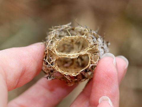 Wild Cucumber The dried, wild cucumber pod has two oval shaped holes from which the seeds were released. 

https://www.jungledragon.com/image/59247/wild_cucumber.html Echinocystis lobata,Geotagged,Prickly cucumber,Spring,United States,balsam apple,prickly cucumber,seed pod,wild cucumber,wild cucumber pod
