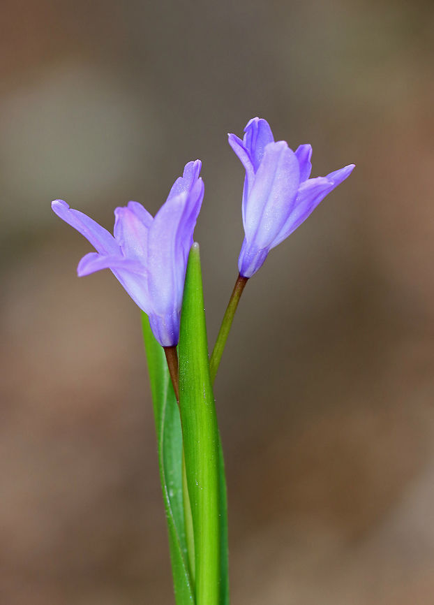 Bossier's Glory-of-the-snow - Scilla luciliae A common flowering plant at this time of the year, and a welcome sight!<br />
<br />
<figure class="photo"><a href="https://www.jungledragon.com/image/59250/bossiers_glory-of-the-snow_-_scilla_luciliae.html" title="Bossier's Glory-of-the-snow - Scilla luciliae"><img src="https://s3.amazonaws.com/media.jungledragon.com/images/3232/59250_thumb.jpg?AWSAccessKeyId=05GMT0V3GWVNE7GGM1R2&Expires=1763596810&Signature=Ke2OCEC9o7RIrIRnlRtlPJu0Agc%3D" width="200" height="158" alt="Bossier's Glory-of-the-snow - Scilla luciliae A common flowering plant at this time of the year, and a welcome sight!<br />
<br />
https://www.jungledragon.com/image/59249/crocus_-_crocus_sp.html Bossier's Glory-of-the-snow,Geotagged,Scilla,Scilla luciliae,Spring,United States,flower,purple,wildflower" /></a></figure> Bossier's Glory-of-the-snow,Geotagged,Scilla,Scilla luciliae,Spring,United States,flower,purple,wildflower