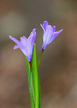 Bossier's Glory-of-the-snow - Scilla luciliae A common flowering plant at this time of the year, and a welcome sight!<br />
<br />
https://www.jungledragon.com/image/59250/crocus_-_crocus_sp.html Bossier's Glory-of-the-snow,Geotagged,Scilla,Scilla luciliae,Spring,United States,flower,purple,wildflower