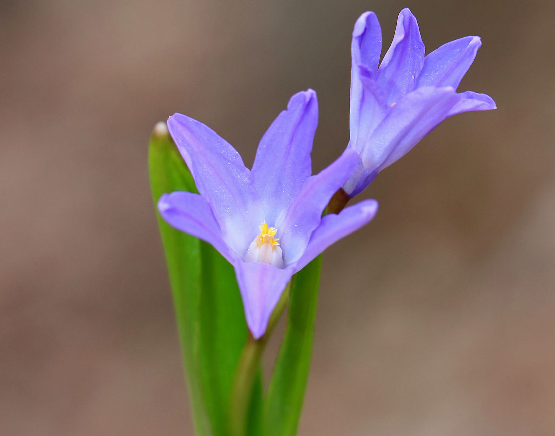 Bossier's Glory-of-the-snow - Scilla luciliae A common flowering plant at this time of the year, and a welcome sight!<br />
<br />
<figure class="photo"><a href="https://www.jungledragon.com/image/59249/bossiers_glory-of-the-snow_-_scilla_luciliae.html" title="Bossier's Glory-of-the-snow - Scilla luciliae"><img src="https://s3.amazonaws.com/media.jungledragon.com/images/3232/59249_thumb.jpg?AWSAccessKeyId=05GMT0V3GWVNE7GGM1R2&Expires=1769040010&Signature=X6t2%2BD5Y8Xci65HHkD7CmLq2kBo%3D" width="110" height="152" alt="Bossier's Glory-of-the-snow - Scilla luciliae A common flowering plant at this time of the year, and a welcome sight!<br />
<br />
https://www.jungledragon.com/image/59250/crocus_-_crocus_sp.html Bossier's Glory-of-the-snow,Geotagged,Scilla,Scilla luciliae,Spring,United States,flower,purple,wildflower" /></a></figure> Bossier's Glory-of-the-snow,Geotagged,Scilla,Scilla luciliae,Spring,United States,flower,purple,wildflower