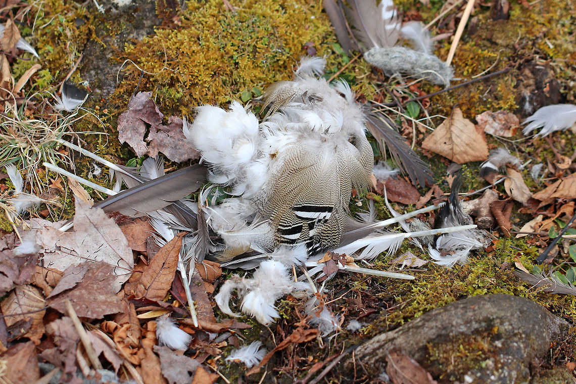 Duck Meets Fox, Fox Eats Duck The remains (mostly feathers) of an unfortunate Wood Duck (Aix sponsa) that did not survive its encounter with a hungry fox.  The feathers were located right next to a fox latrine, which was next to a pond.  Wood ducks often frequent this pond, and I recently spotted some nesting underneath a bird blind where they will hopefully be safe from the foxes. Aix,Aix sponsa,Geotagged,Spring,United States,Wood duck,duck,duck feathers,feathers,fox,signs of wildlife,wood duck