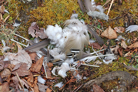 Duck Meets Fox, Fox Eats Duck The remains (mostly feathers) of an unfortunate Wood Duck (Aix sponsa) that did not survive its encounter with a hungry fox.  The feathers were located right next to a fox latrine, which was next to a pond.  Wood ducks often frequent this pond, and I recently spotted some nesting underneath a bird blind where they will hopefully be safe from the foxes. Aix,Aix sponsa,Geotagged,Spring,United States,Wood duck,duck,duck feathers,feathers,fox,signs of wildlife,wood duck