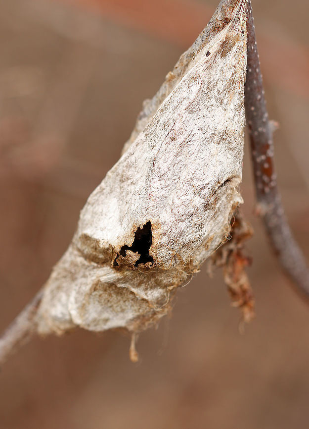Parasitized Cecropia Moth Cocoon - Hyalophora cecropia Parasitoids are a significant problem for cecropia moths.  Some species of wasps and flies lay their eggs on young cecropia caterpillars. The eggs hatch into larvae, which then consume the internal organs and muscles of the caterpillar. The parasitoid pest releases chemicals that actually override the regulatory mechanisms of the caterpillar, and once the parasitoid has grown enough, it induces the caterpillar to pupate. Once the caterpillar pupates, the parasitoid larvae themselves pupate and kill the cecropia pupa.  When they are ready to emerge as adults, they make a hole in the cocoon, and fly away.  <br />
<br />
**I went back to this spot a couple weeks after spotting the cocoon. I cut it open and found the remnants of the parasitized pupa inside: <br />
<figure class="photo"><a href="https://www.jungledragon.com/image/59266/parasitized_cecropia_moth_cocoon_-_hyalophora_cecropia.html" title="Parasitized Cecropia Moth Cocoon - Hyalophora cecropia"><img src="https://s3.amazonaws.com/media.jungledragon.com/images/3232/59266_thumb.jpg?AWSAccessKeyId=05GMT0V3GWVNE7GGM1R2&Expires=1769040010&Signature=BEMoi1mAnLxRDWp2SOCvFg8PUGs%3D" width="200" height="148" alt="Parasitized Cecropia Moth Cocoon - Hyalophora cecropia This is the remains of a parasitized cecropia moth pupa that I found inside of a cocoon.<br />
<br />
Parasitoids are a significant problem for cecropia moths.  Some species of wasps and flies lay their eggs on young cecropia caterpillars. The eggs hatch into larvae, which then consume the internal organs and muscles of the caterpillar. The parasitoid pest releases chemicals that actually override the regulatory mechanisms of the caterpillar, and once the parasitoid has grown enough, it induces the caterpillar to pupate. Once the caterpillar pupates, the parasitoid larvae themselves pupate and kill the cecropia pupa.  When they are ready to emerge as adults, they make a hole in the cocoon, and fly away.  <br />
<br />
Here's what the cocoon looks like: <br />
https://www.jungledragon.com/image/59265/parasitized_cecropia_moth_cocoon_-_hyalophora_cecropia.html Cecropia Moth,Geotagged,Hyalophora,Hyalophora cecropia,Parasitized Cecropia Moth Cocoon,Spring,United States,moth pupa,parasitized Hyalophora,pupa" /></a></figure> Cecropia Moth,Geotagged,Hyalophora,Hyalophora cecropia,Parasitized Cecropia Moth Cocoon,Spring,United States,cecropia moth cocoon,cocoon,moth cocoon,parasitized moth,parasitized moth cocoon