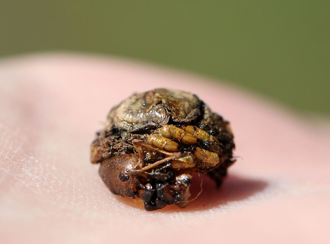Parasitized Cecropia Moth Cocoon - Hyalophora cecropia This is the remains of a parasitized cecropia moth pupa that I found inside of a cocoon.<br />
<br />
Parasitoids are a significant problem for cecropia moths. Some species of wasps and flies lay their eggs on young cecropia caterpillars. The eggs hatch into larvae, which then consume the internal organs and muscles of the caterpillar. The parasitoid pest releases chemicals that actually override the regulatory mechanisms of the caterpillar, and once the parasitoid has grown enough, it induces the caterpillar to pupate. Once the caterpillar pupates, the parasitoid larvae themselves pupate and kill the cecropia pupa. When they are ready to emerge as adults, they make a hole in the cocoon, and fly away. <br />
<br />
Here's what the cocoon looks like: <br />
<figure class="photo"><a href="https://www.jungledragon.com/image/59265/parasitized_cecropia_moth_cocoon_-_hyalophora_cecropia.html" title="Parasitized Cecropia Moth Cocoon - Hyalophora cecropia"><img src="https://s3.amazonaws.com/media.jungledragon.com/images/3232/59265_thumb.jpg?AWSAccessKeyId=05GMT0V3GWVNE7GGM1R2&Expires=1763596810&Signature=d3%2B5dah2i563c8ouIcJs8uAQa%2B0%3D" width="110" height="152" alt="Parasitized Cecropia Moth Cocoon - Hyalophora cecropia Parasitoids are a significant problem for cecropia moths. Some species of wasps and flies lay their eggs on young cecropia caterpillars. The eggs hatch into larvae, which then consume the internal organs and muscles of the caterpillar. The parasitoid pest releases chemicals that actually override the regulatory mechanisms of the caterpillar, and once the parasitoid has grown enough, it induces the caterpillar to pupate. Once the caterpillar pupates, the parasitoid larvae themselves pupate and kill the cecropia pupa. When they are ready to emerge as adults, they make a hole in the cocoon, and fly away. <br />
<br />
**I went back to this spot a couple weeks after spotting the cocoon. I cut it open and found the remnants of the parasitized pupa inside: <br />
https://www.jungledragon.com/image/59266/parasitized_cecropia_moth_cocoon_-_hyalophora_cecropia.html Cecropia Moth,Geotagged,Hyalophora,Hyalophora cecropia,Parasitized Cecropia Moth Cocoon,Spring,United States,cecropia moth cocoon,cocoon,moth cocoon,parasitized moth,parasitized moth cocoon" /></a></figure> Cecropia Moth,Geotagged,Hyalophora,Hyalophora cecropia,Parasitized Cecropia Moth Cocoon,Spring,United States,moth pupa,parasitized Hyalophora,pupa
