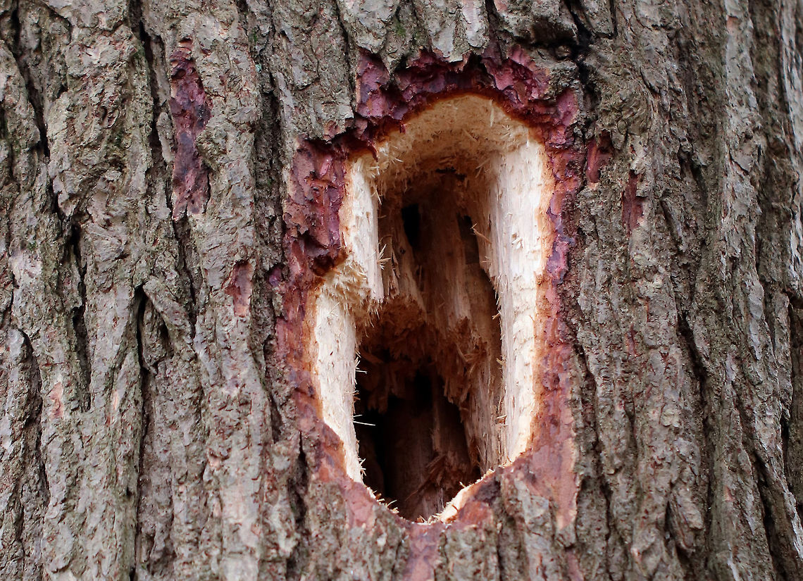 Hole Created by Pileated Woodpecker (Dryocopus pileatus) These woodpeckers make impressive, often large, rectangular excavations in trees and rotting wood. They make these holes while in pursuit of carpenter ant tunnels, which is the woodpecker&rsquo;s primary food source. They also use their long, barbed tongues to extract beetle larvae or termites from the wood. <br />
<br />
They are very loud birds that I often hear in the forest, but rarely see.  However, the signs that they have been there are unmistakable, as you can see in this picture. I'm not sure what kind of tree this was, but it was a conifer - maybe Eastern Hemlock (Tsuga canadensis). Dryocopus,Dryocopus pileatus,Geotagged,Pileated Woodpecker,Spring,United States,excavation,pileated woodpecker hole,signs of wildlife,woodpecker hole