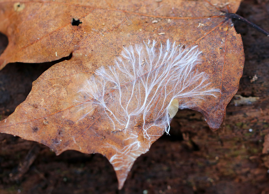 Fungal Mycelium Mycelium is the vegetative part of a fungus.  It consists of a mass of branching, fluffy, thread-like hyphae.  Through the mycelium, a fungus absorbs nutrients from its environment.  It does this by secreting enzymes onto the food source, which break down polymers into monomers. The monomers are then absorbed into the mycelium by facilitated diffusion and active transport. <br />
<br />
Mycelium is so important in terrestrial and aquatic ecosystems due to their role in the decomposition of plant material. Also, their growth releases carbon dioxide back into the atmosphere, they confer resistance to some plant pathogens for plants, and they are an important food source for many soil invertebrates.<br />
<br />
Here's a close-up shot of the mycelium:<br />
<figure class="photo"><a href="https://www.jungledragon.com/image/59269/fungal_mycelium.html" title="Fungal Mycelium"><img src="https://s3.amazonaws.com/media.jungledragon.com/images/3232/59269_thumb.jpg?AWSAccessKeyId=05GMT0V3GWVNE7GGM1R2&Expires=1769040010&Signature=CSggBGgOsawCboEAHYPVfsCeVzE%3D" width="200" height="154" alt="Fungal Mycelium Mycelium is the vegetative part of a fungus.  It consists of a mass of branching, fluffy, thread-like hyphae.  Through the mycelium, a fungus absorbs nutrients from its environment.  It does this by secreting enzymes onto the food source, which break down polymers into monomers. The monomers are then absorbed into the mycelium by facilitated diffusion and active transport. <br />
<br />
Mycelium is so important in terrestrial and aquatic ecosystems due to their role in the decomposition of plant material. Also, their growth releases carbon dioxide back into the atmosphere, they confer resistance to some plant pathogens for plants, and they are an important food source for many soil invertebrates.<br />
<br />
Here's a zoomed out shot of the mycelium: <br />
https://www.jungledragon.com/image/59268/fungal_mycelium.html Geotagged,Spring,United States,fungal mycelium,fungi,fungus,hyphae,mycelium" /></a></figure> Geotagged,Spring,United States,fungi,fungus,hyphae,mycelium