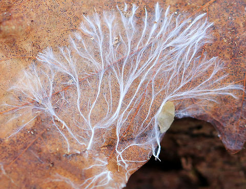 Fungal Mycelium Mycelium is the vegetative part of a fungus.  It consists of a mass of branching, fluffy, thread-like hyphae.  Through the mycelium, a fungus absorbs nutrients from its environment.  It does this by secreting enzymes onto the food source, which break down polymers into monomers. The monomers are then absorbed into the mycelium by facilitated diffusion and active transport. 

Mycelium is so important in terrestrial and aquatic ecosystems due to their role in the decomposition of plant material. Also, their growth releases carbon dioxide back into the atmosphere, they confer resistance to some plant pathogens for plants, and they are an important food source for many soil invertebrates.

Here's a zoomed out shot of the mycelium: 
https://www.jungledragon.com/image/59268/fungal_mycelium.html Geotagged,Spring,United States,fungal mycelium,fungi,fungus,hyphae,mycelium