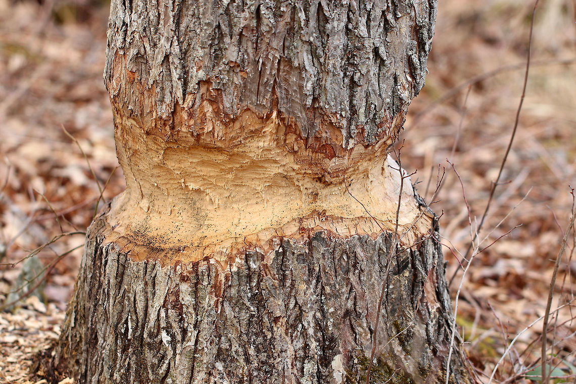 Signs of an Ambitious Beaver - Castor canadensis This tree was at least 35 cm wide, and a beaver has been working on it for a couple weeks now.  Beavers are second only to humans in their ability to change and manipulate their environment.  They fell and gnaw trees, create huge structures that block streams, and they turn fields and forests into ponds. Castor,Castor canadensis,Geotagged,North American Beaver,Spring,United States,beaver,beaver sign,gnawed tree,signs of wildlife