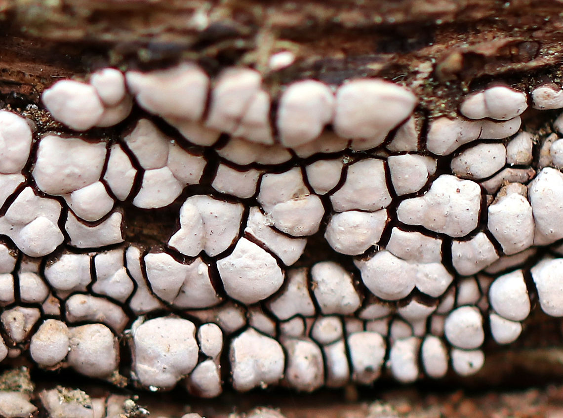 Ceramic Parchment Ceramic Parchment is a saprobic fungus that grows in patches of adjacent frustules. The individual fruiting bodies are irregularly shaped, resupinate, and were approximately 2-5mm in size.  Ceramic Parchment,Ceramic fungus,Geotagged,Spring,United States,Xylobolus frustulatus,fungi,fungus
